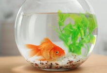 can you eat goldfish