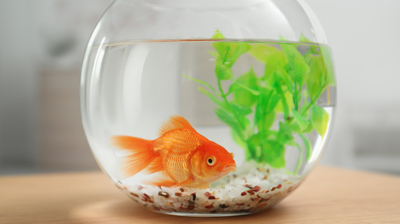 Understanding the Question: Can You Eat Goldfish? can you eat goldfish