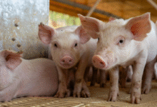 Are Your Pigs Struggling with Joint Health?