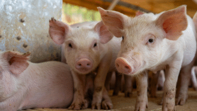 Are Your Pigs Struggling with Joint Health?